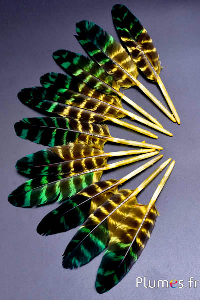 Truthahn - 10-15 cm - getigert - gelb-grün